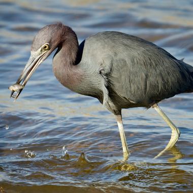 An adult Little Blue Heron with a small fish, its primary prey. Photo: <a href="https://laurameyers.photoshelter.com/index" target="_blank" >Laura Meyers</a>
