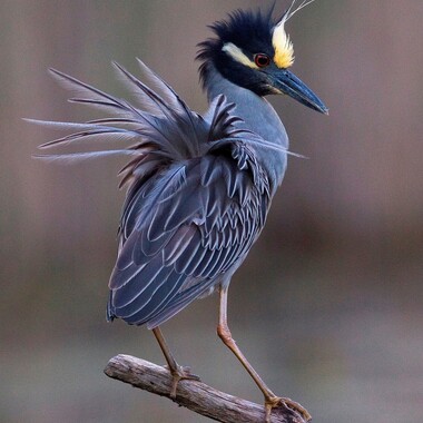 Lucky birders sometimes come across a Yellow-crowned Night-Heron displaying its breeding plumes. All of our herons and egrets are able to raise certain feather tracts, much like Peacocks do. Photo: <a href="http://www.fotoportmann.com/" target="_blank" >François Portmann</a>