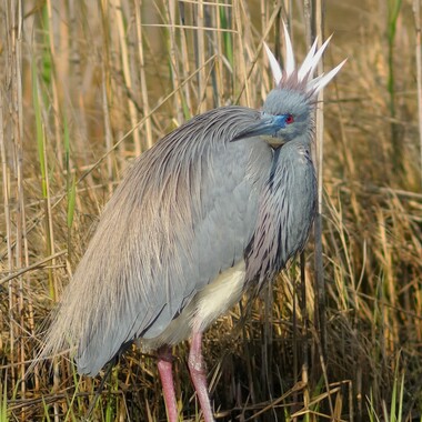 The spectacular Tricolored Heron can raise its head plumes into a crown. Note the blue lores (the skin between the eye and the bill), which are present only during the height of breeding season; the rest of the year, the lores are bright yellow. Photo: Mark Schwall