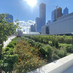 The Farm atop the Javits Center. Photo: NYC Bird Alliance
