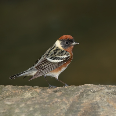 Clove Lakes Park is one of the best spots in the City to see migrating songbirds like this Bay-breasted Warbler. Photo: <a href="https://www.flickr.com/photos/120553232@N02/" target="_blank">Isaac Grant</a>