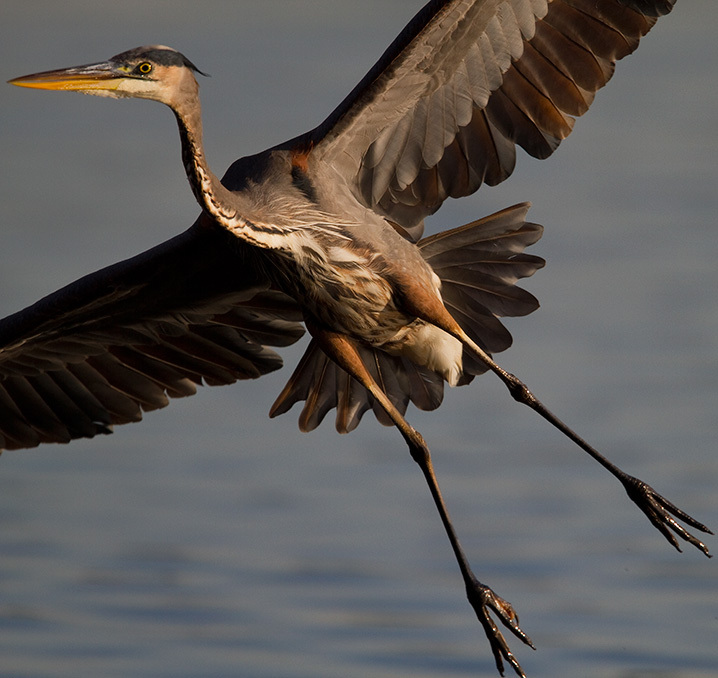The namesake of Blue Heron Park. Photo: <a href="https://www.fotoportmann.com/" target="_blank">François Portmann</a>