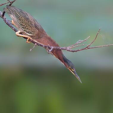 A nestling Green Heron peeks out from its nest in Brooklyn’s Prospect Park. Photo: Ryan Mandelbaum/<a href="https://creativecommons.org/licenses/by-nc/2.0/" target="_blank" >CC BY 2.0</a>