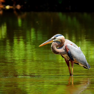 Great Blue Herons regularly nest in Clove Lakes Park, the only known breeding site for this largest of our wader species in New York City. Photo: <a href="https://www.flickr.com/photos/120553232@N02/" target="_blank">Isaac Grant</a>