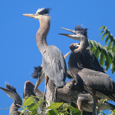 Young Great Blue Herons (note their dark foreheads, vs. the white cap of the adult) beg to be fed by a parent in Clove Lake Park on Staten Island, where one pair has nested since 2013. Note the adult’s thick neck; it is most likely carrying food in its crop, to be regurgitated for its fledglings. Photo: <a href="https://www.flickr.com/photos/89780664@N05/" target="_blank" >Dave Ostapiuk</a>