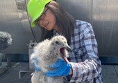 Junko Suzuki - Seasonal Bird Survey Technician