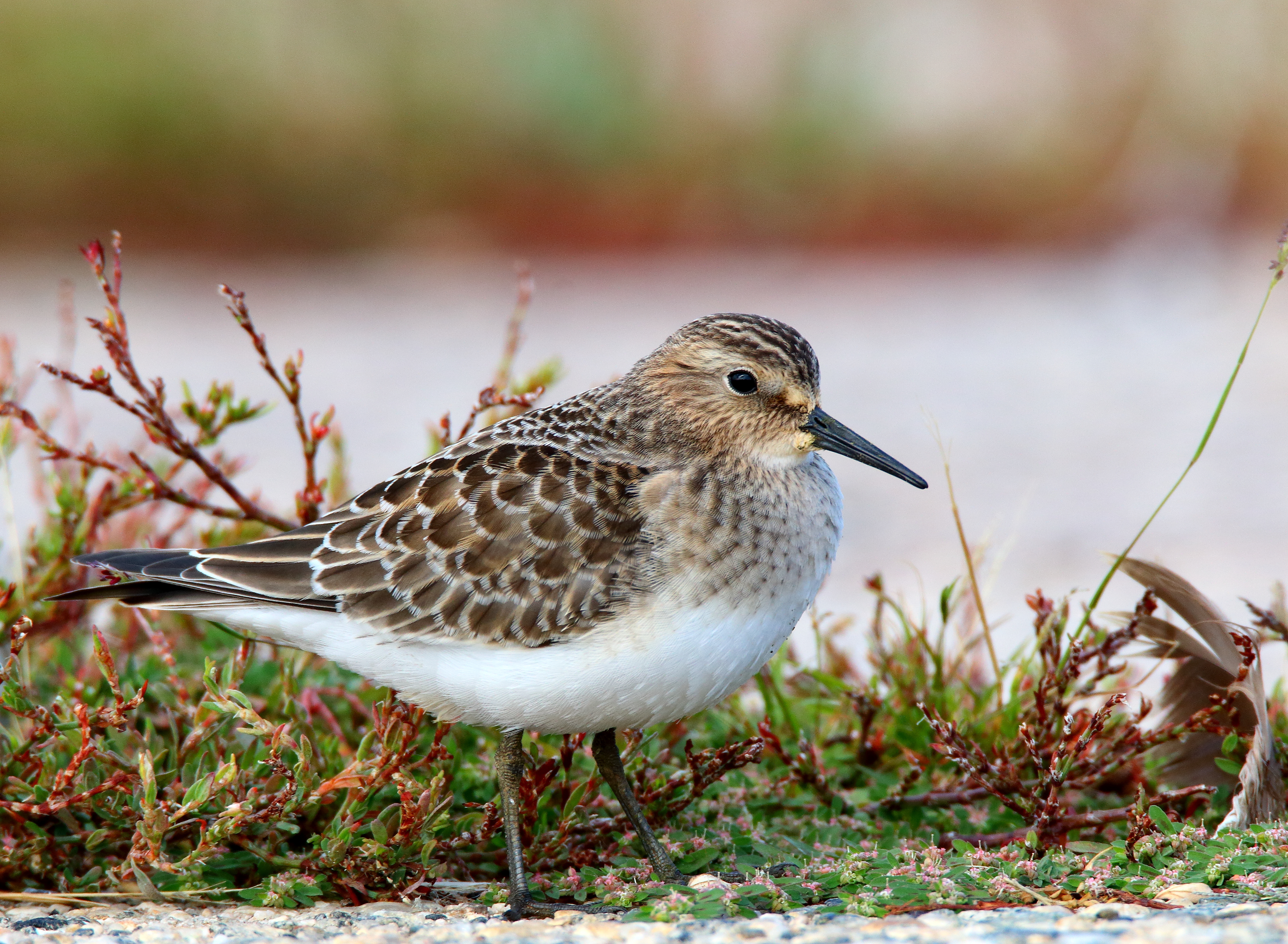 A Baird's Sandpiper visits Miller Field. Photo: <a href="https://www.flickr.com/photos/120553232@N02/" target="_blank">Isaac Grant</a>