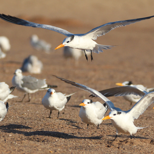 Royal Terns congregate on Midland Beach. Photo: <a href="https://www.flickr.com/photos/120553232@N02/" target="_blank">Isaac Grant</a>