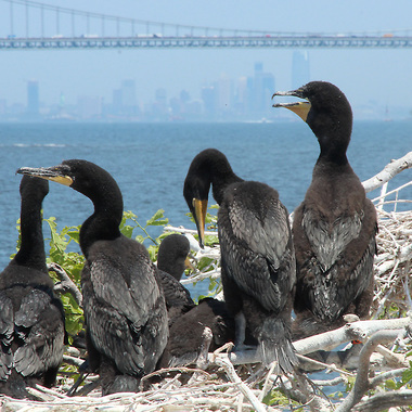 Young Double-crested Cormorants on their nest on an island in NY Harbor, just south of the Verrazzano-Narrows Bridge. These fledglings have just been banded by NYC Bird Alliance; an orange band is just visible on the leg of the right-most bird. Photo: <a href="https://www.facebook.com/don.riepe.14" target="_blank" >Don Riepe</a>
