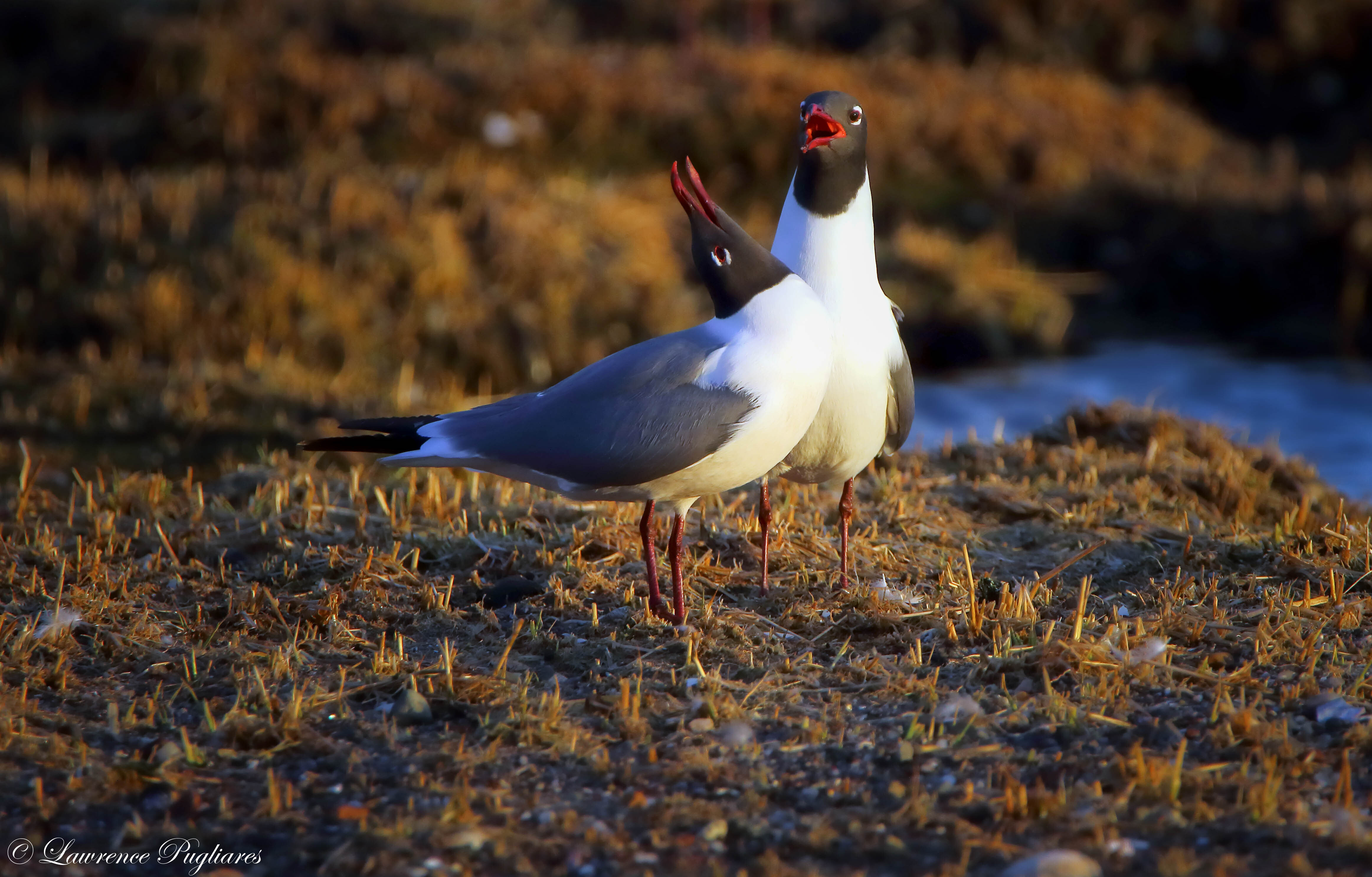 Laughing Gulls summer along Staten Island's south shore. Photo: <a href="https://www.flickr.com/photos/51819896@N04/" target="_blank">Lawrence Pugliares</a>