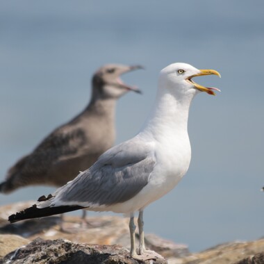 Herring Gull adult and immature on an island in lower NY Harbor. Photo: Debra Kriensky