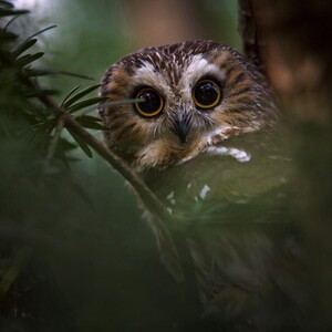The diminutive Northern Saw-whet Owl passes through New York City during migration and sometimes can be found roosting in low trees and shrubs over the winter. Photo: <a href="https://www.fotoportmann.com/" target="_blank">François Portmann</a>