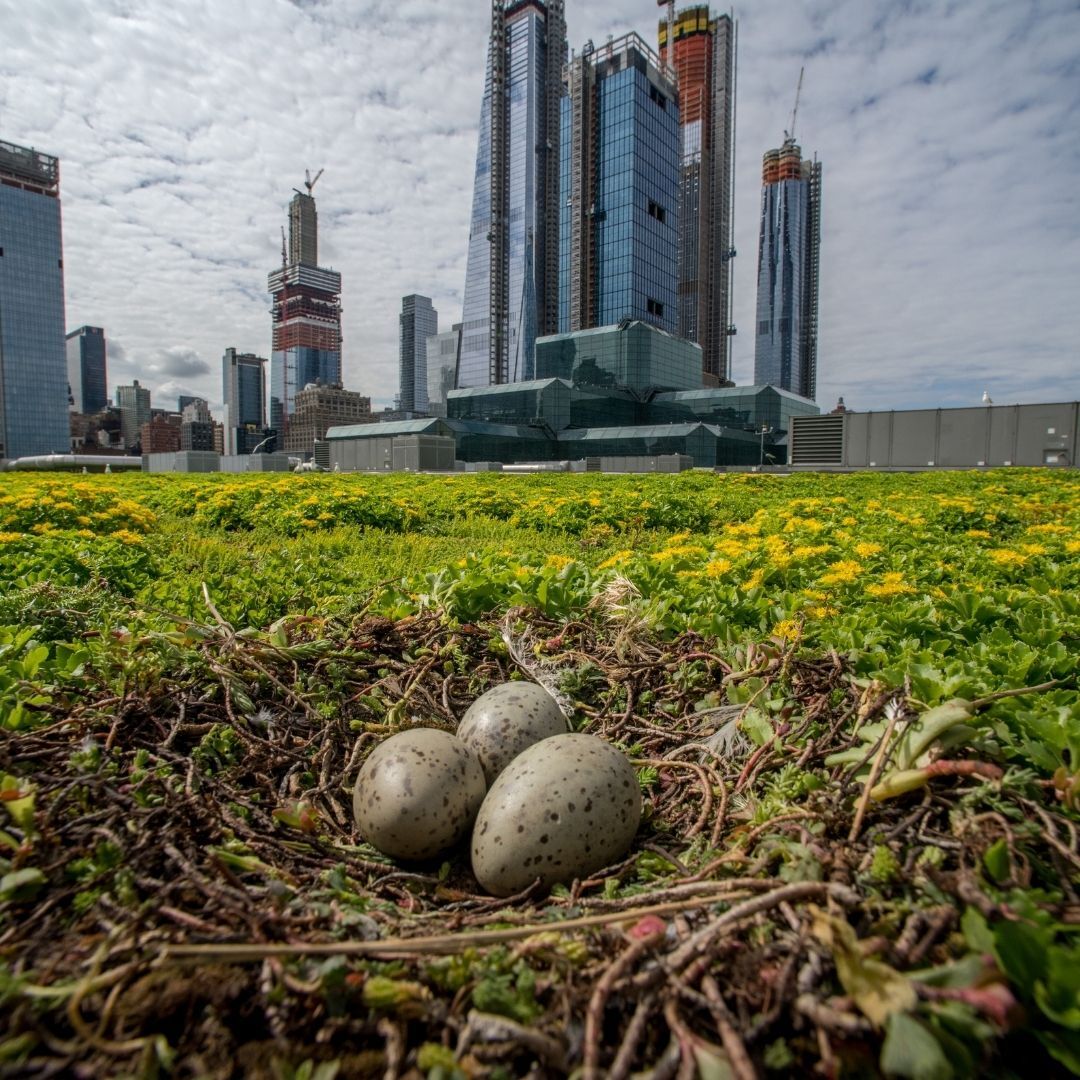 Herring Gull nest atop the Javits Green Roof. Photo: Javits Center.