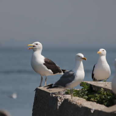 Great Black-backed and Herring Gulls on an island in lower NY Harbor. Where the two species share a nesting island, Great Black-backed Gulls tend to claim the higher (and presumably less flood-prone) ground for nesting. Photo: Debra Kriensky