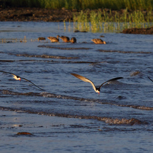 Black Skimmers fly over the waters of Great Kills Park. Photo: <a href="https://www.flickr.com/photos/51819896@N04/" target="_blank">Lawrence Pugliares</a>