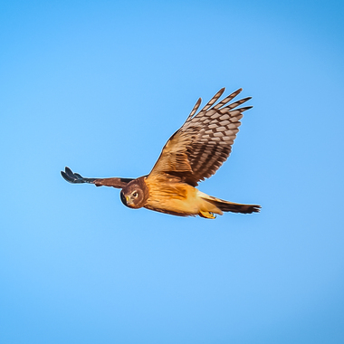 The owl-like Northern Harrier (here, a warmly colored young bird) may be found hunting low over grasslands and marshes; a few pairs may nest in the City. Photo: <a href="https://www.flickr.com/photos/92057307@N05/" target="_blank">Keith Michael</a>