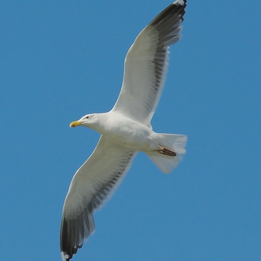 While the black wings and back of the Great Black-backed Gull are very distinct when viewed from above, from below, it can be harder to differentiate this species from the Herring Gull. Careful observation reveals the darkness of the upper wing through the primary and secondary feathers, however. Photo: Stefan Berndtsson/<a href="https://creativecommons.org/licenses/by-nc/2.0/" target="_blank" >CC BY 2.0</a>