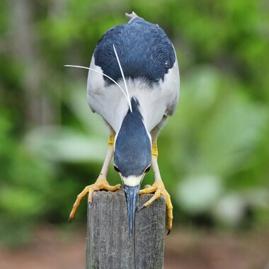 A Black-crowned Night-Heron eyes prey below, in the waters of Great Kills Harbor. This charismatic species nests on Hoffman Island, south of the Verrazzano-Narrows Bridge. Photo: <a href="https://www.flickr.com/photos/51819896@N04/" target="_blank">Lawrence Pugliares</a>